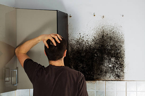 Why You Should Choose Our Mold Remediation Services in Holiday City South, NJ